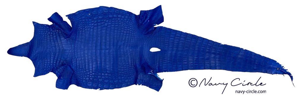 製作を進めた青のクロコダイル革 Crocodile skin dyed blue