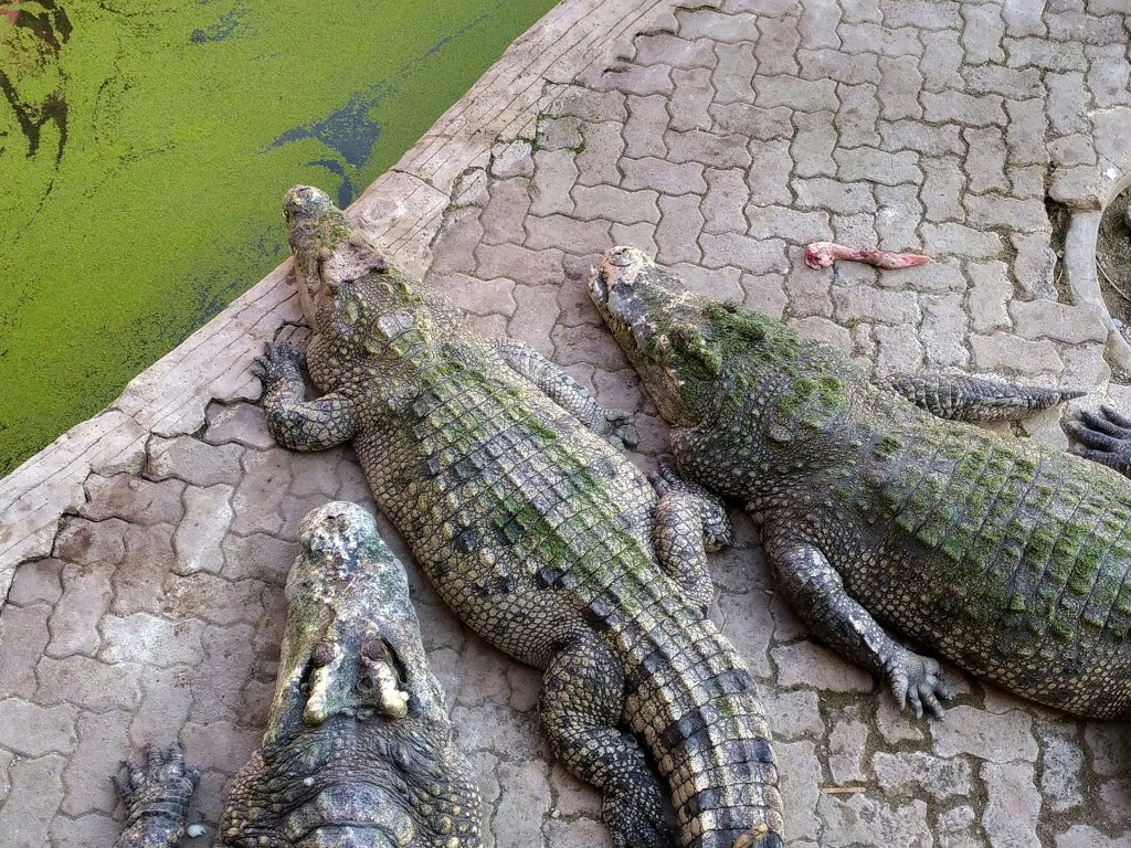 養殖場のクロコダイル | Crocodiles at a farm | Image by Kreingkrai Luangchaipreeda from Pixabay