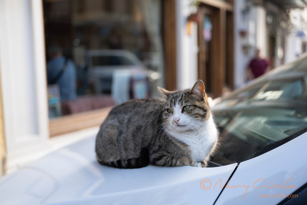 車のボンネットの上で暖を取るサバ白