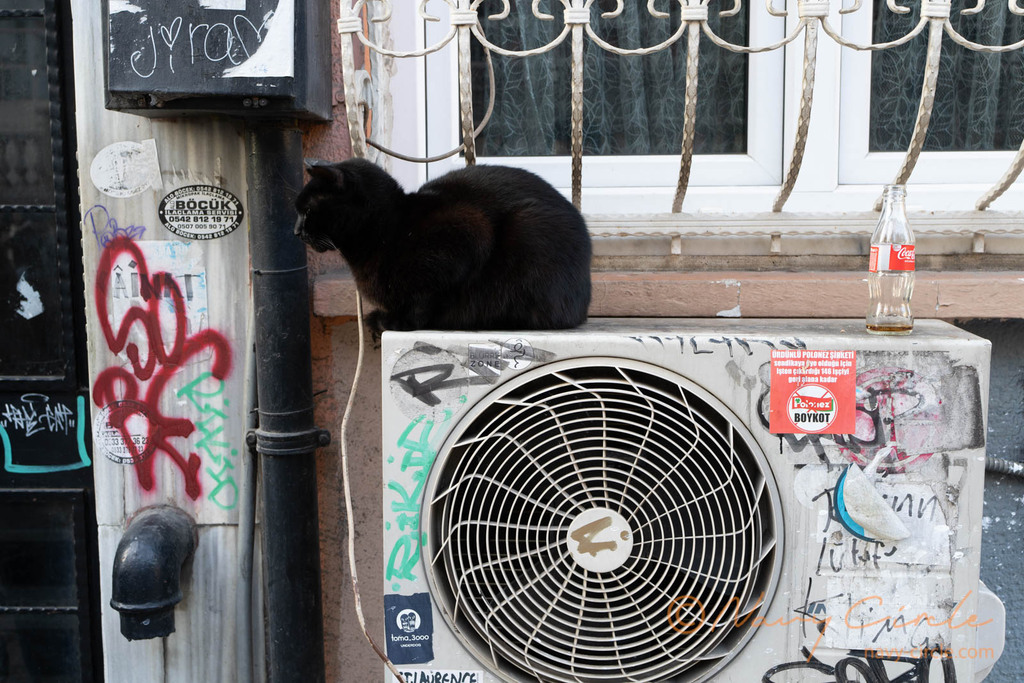 エアコンの室外機の上で暖を取る黒猫