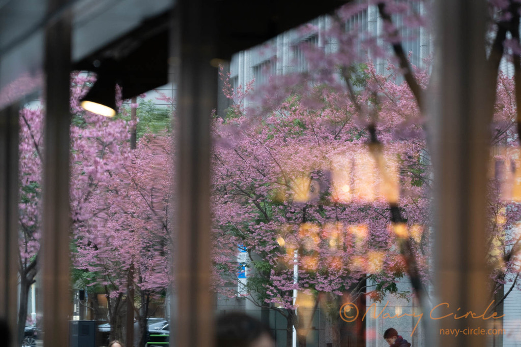 窓ガラスに映るオカメザクラ (阿亀桜) の並木