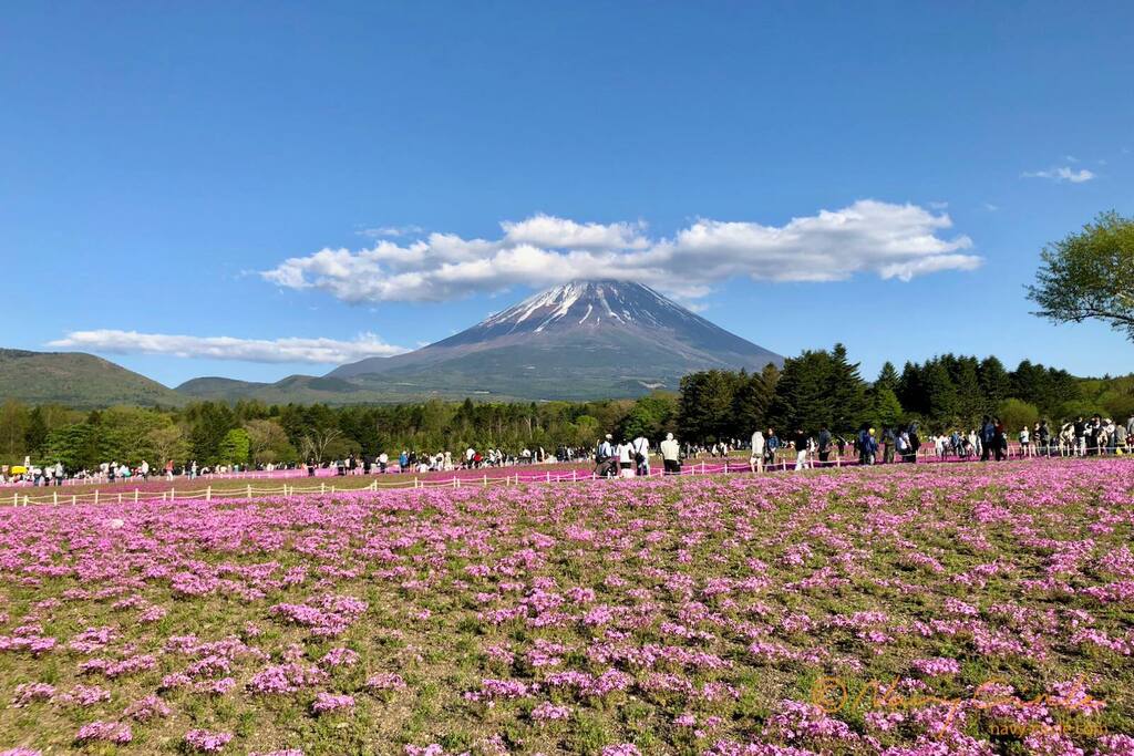 富士山と芝桜